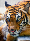 Image-770-Luminar_JD